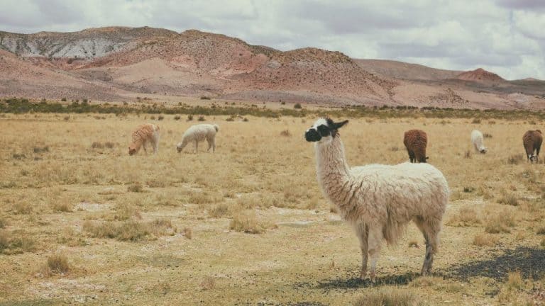 Alpacas May Hold Key to Preventing Covid-19 Infection