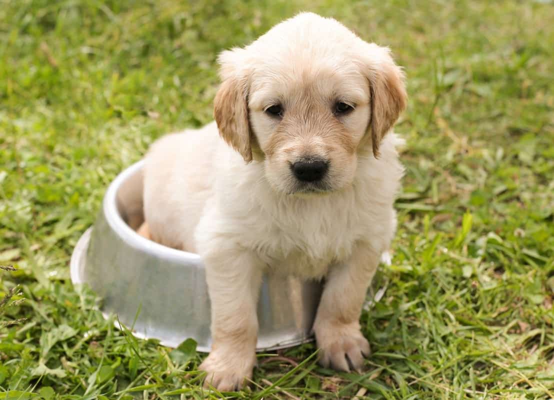 Midwestern Pet Foods Voluntarily Expand Recall As 70 Dogs Die CWEB