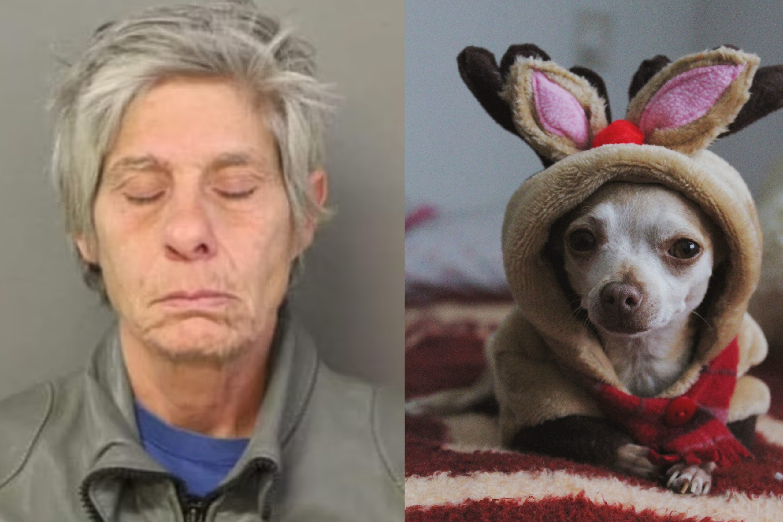 Woman Stabs Chihuahua Walking with Its Teenage Owner, Charged for Aggravated Cruelty To Animals