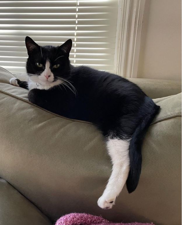 Meet San Francisco International Airport’s cat for therapy animals known as the “Wag Brigade