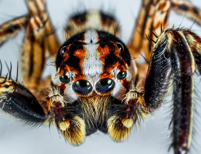 Supermarket Closes Due to Invasion of Spiders Known to Induce ” 4 Hour Erections”