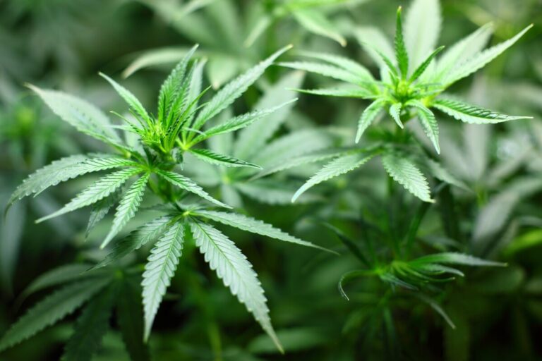 The U.S. Department of Health and Human Services (HHS) is Officially Recommending Marijuana be Moved from Schedule I to Schedule III. Sundial Growers (SNDL) Will Benefit.