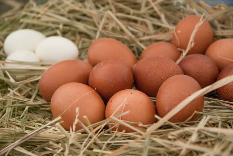 The top egg producers and two industry groups must pay $17.7 million in damages to Kraft, Kellogg, Nestle, and General Mills for leading a price-fixing conspiracy