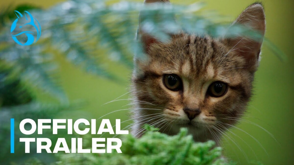 A CAT’S LIFE CWEB Official Cinema Trailer and Movie Review